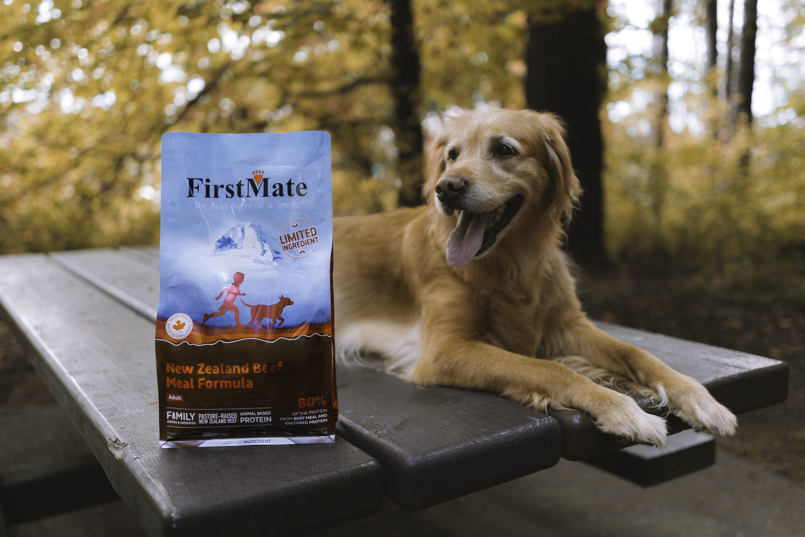 Golden retriever with FirstMate New Zealand Beef Meal Formula