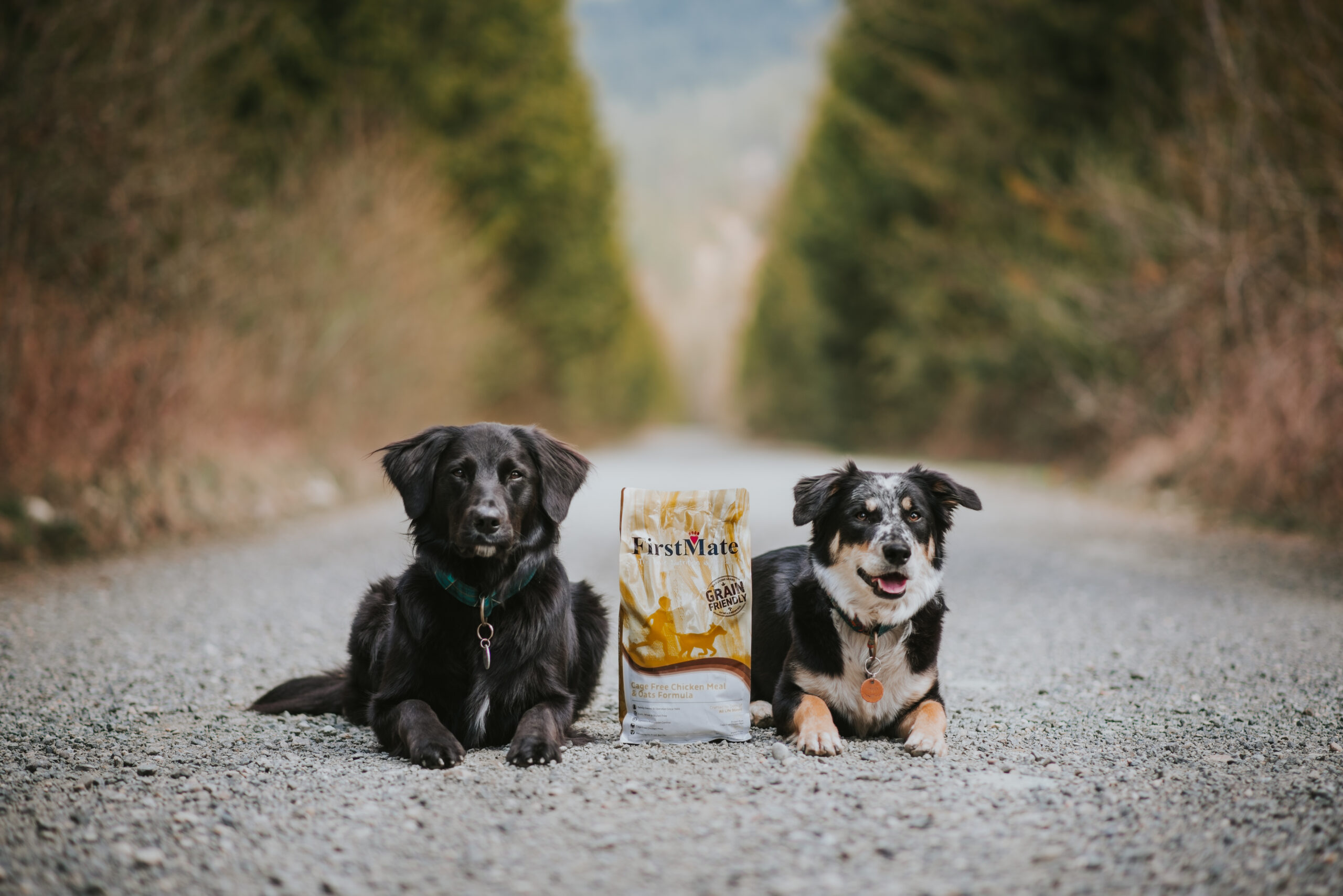 Two dogs with FirstMate Grain Friendly pet food